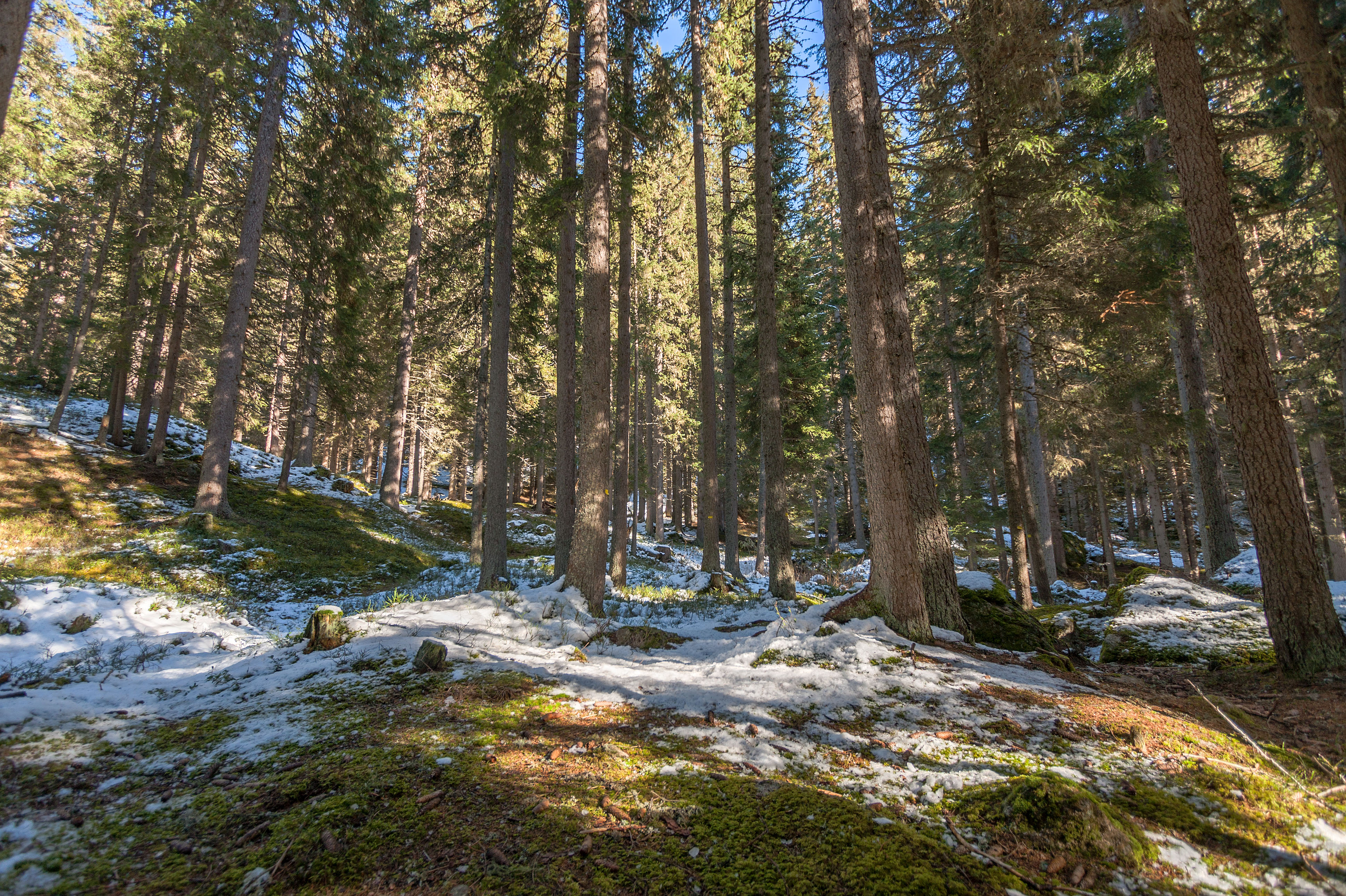 Davos_Forest