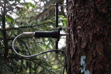 Dendrometer